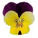 Afbeelding van Viola P9 kleinbloemig Yellow jump up